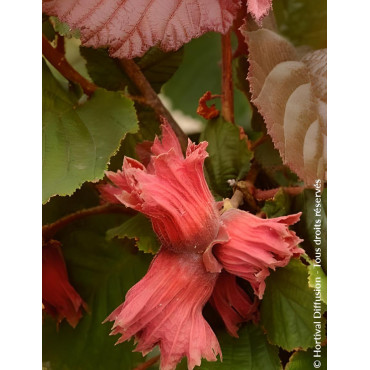 CORYLUS avellana ROTE ZELLERNUSS - Noisetier pourpre