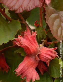 CORYLUS avellana ROTE ZELLERNUSS - Noisetier pourpre