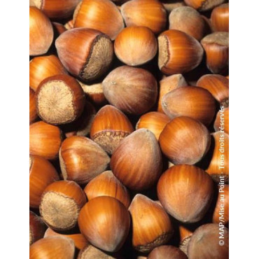 NOISETIER WEBB'S PRIZE COB - Corylus avellana
