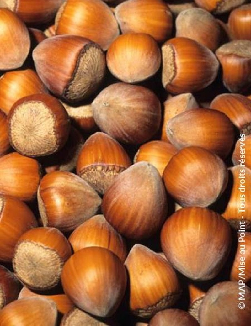 NOISETIER WEBB'S PRIZE COB - Corylus avellana