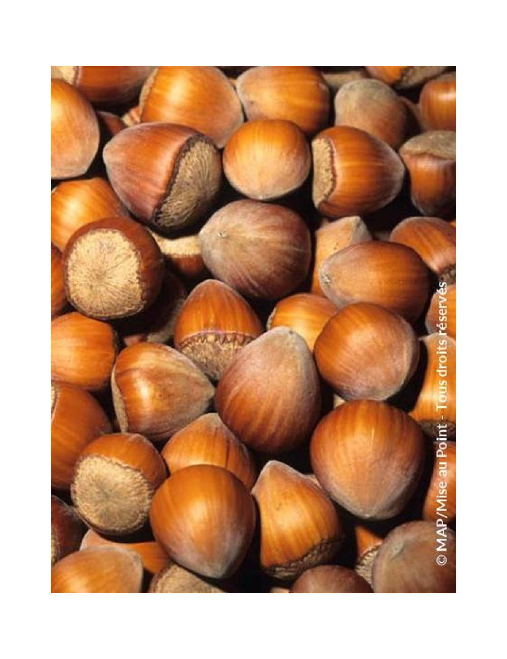 NOISETIER WEBB'S PRIZE COB - Corylus avellana