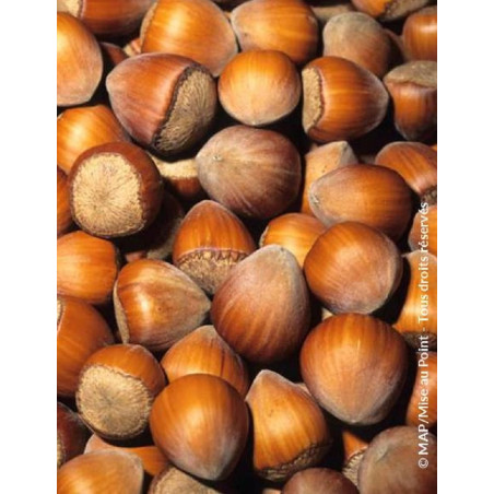 NOISETIER WEBB'S PRIZE COB - Corylus avellana