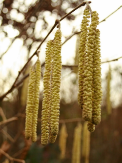 NOISETIER WEBB'S PRIZE COB - Corylus avellana