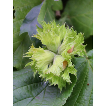 NOISETIER WEBB'S PRIZE COB - Corylus avellana