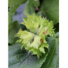NOISETIER WEBB'S PRIZE COB - Corylus avellana