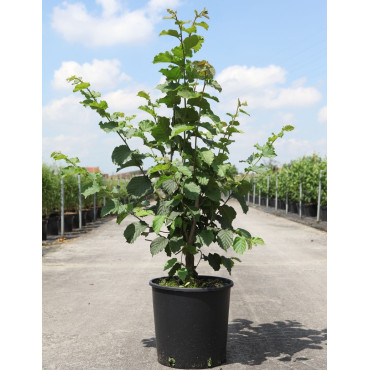 NOISETIER WEBB'S PRIZE COB - Corylus avellana