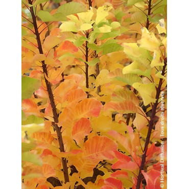 COTINUS coggygria LEMON LADY® - Arbre à perruque