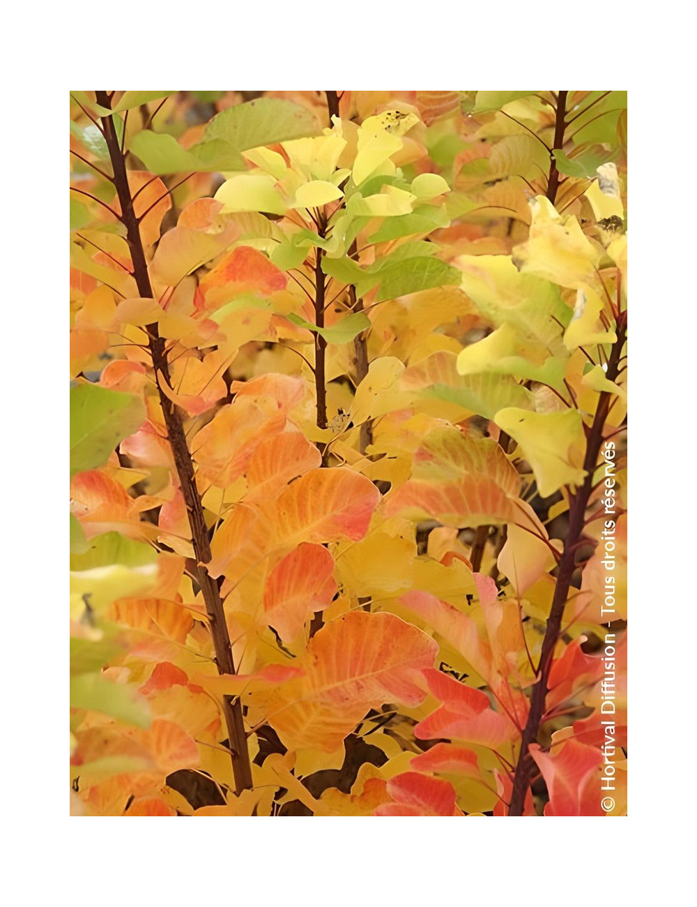 COTINUS coggygria LEMON LADY® - Arbre à perruque