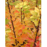 COTINUS coggygria LEMON LADY® - Arbre à perruque