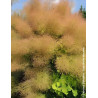 COTINUS coggygria LEMON LADY® - Arbre à perruque