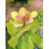COTINUS coggygria LEMON LADY® - Arbre à perruque