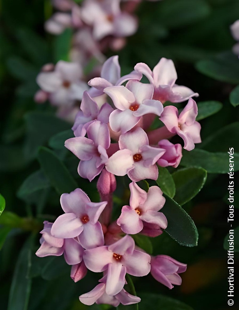 DAPHNE transatlantica PINK FRAGRANCE® - Daphné Eternal fragance