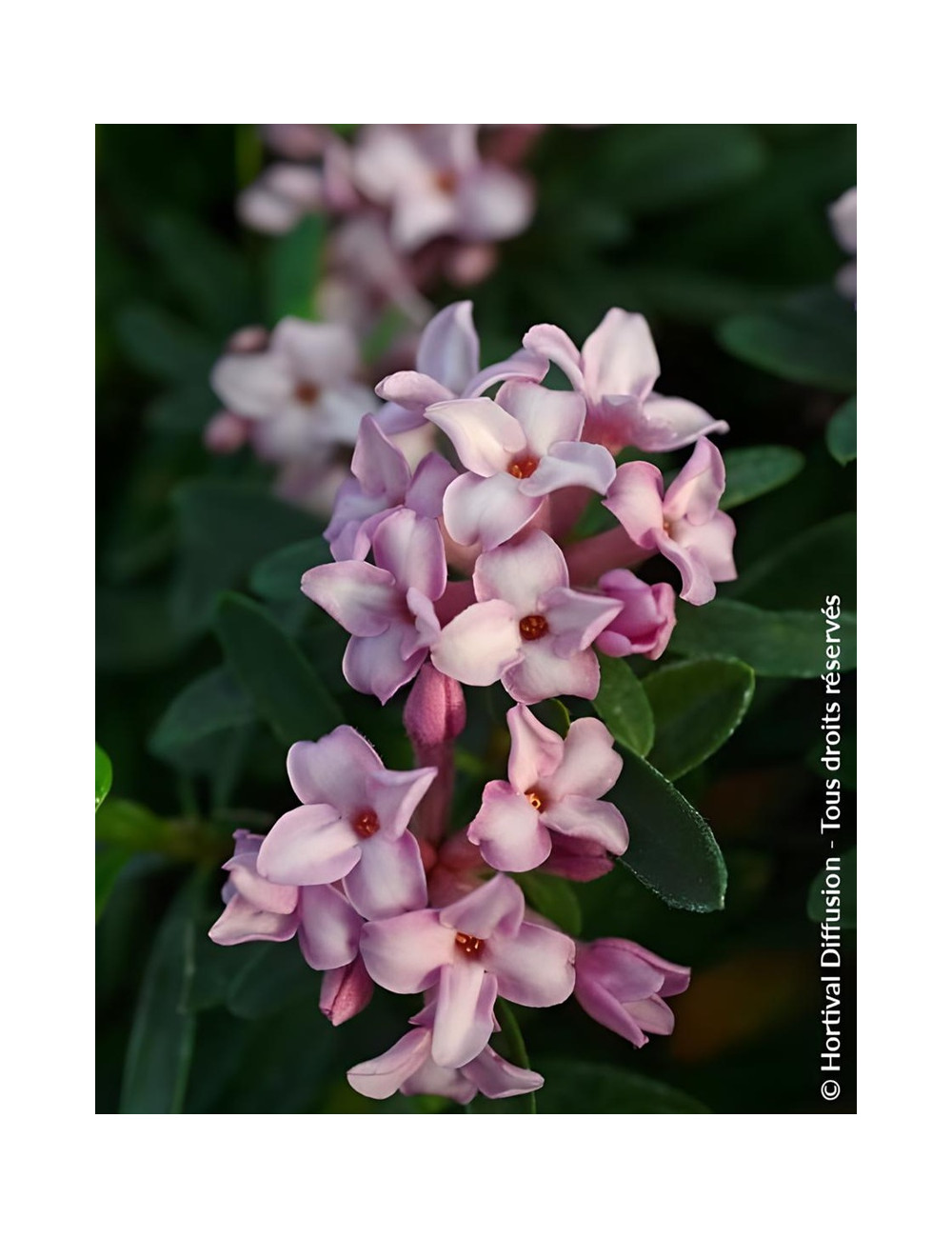 DAPHNE transatlantica PINK FRAGRANCE® - Daphné Eternal fragance