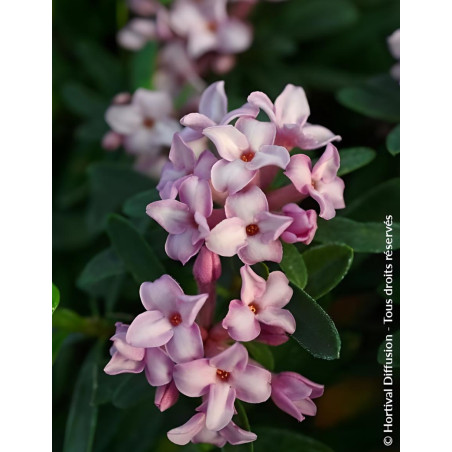 DAPHNE transatlantica PINK FRAGRANCE® - Daphné Eternal fragance