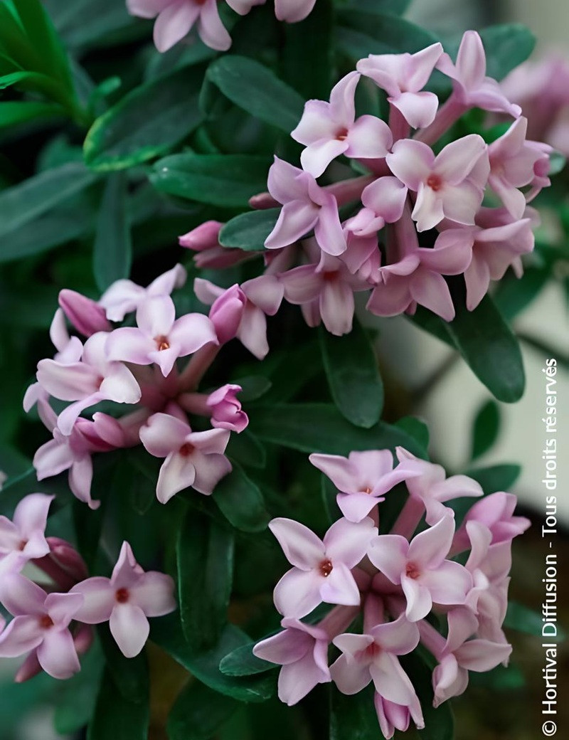 Sitemapcdatahttpsgetcellcare1comhaie Fleurie Persistant Et Parfume