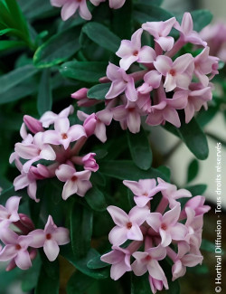 DAPHNE transatlantica PINK FRAGRANCE® - Daphné Eternal fragance