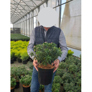 DAPHNE transatlantica PINK FRAGRANCE® - Daphné Eternal fragance En pot de 4-5 litres buisson