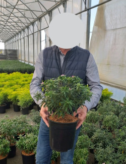 DAPHNE transatlantica PINK FRAGRANCE® - Daphné Eternal fragance En pot de 4-5 litres buisson