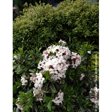 DAPHNE transatlantica SUMMER ICE - Daphné