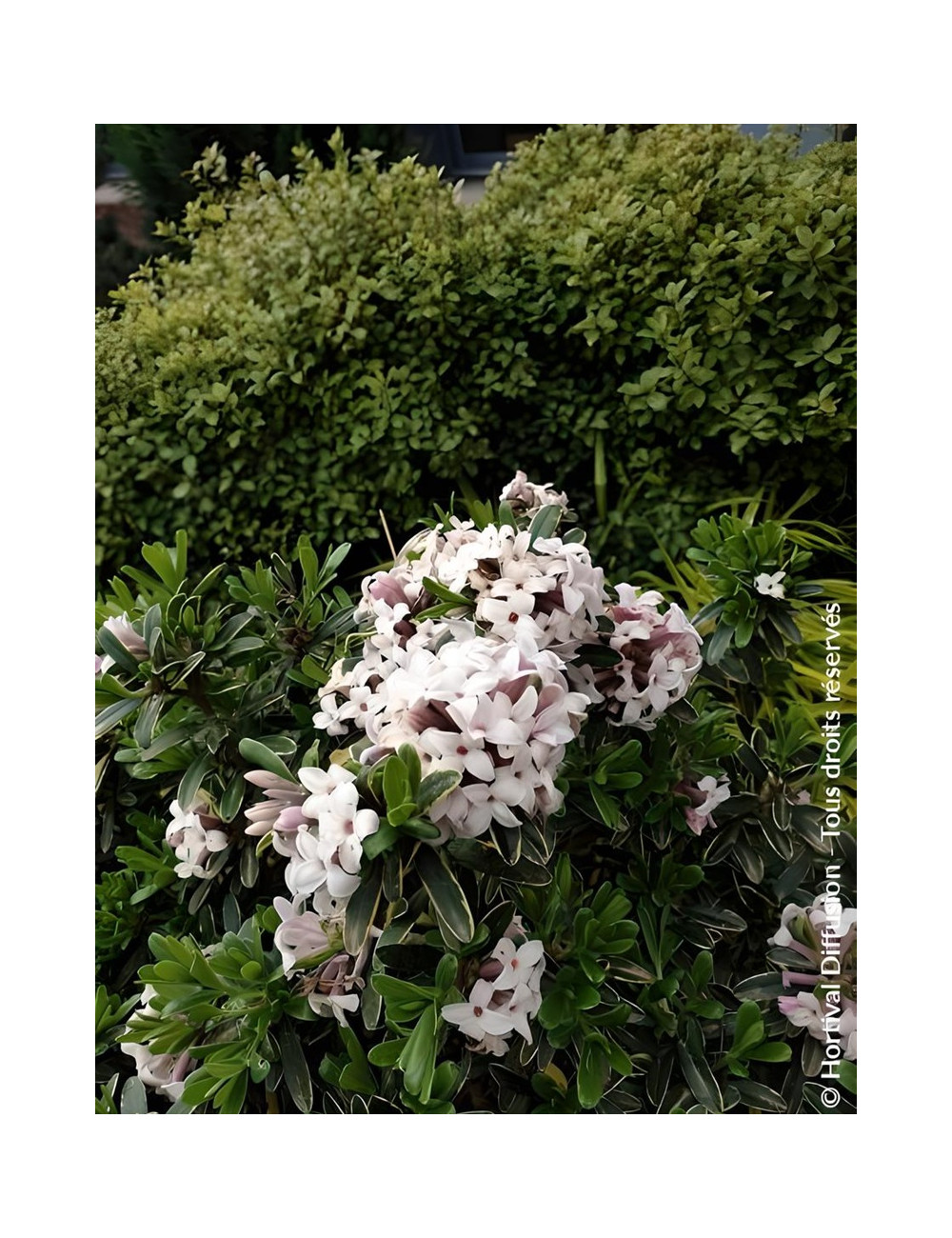 DAPHNE transatlantica SUMMER ICE - Daphné