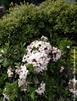 DAPHNE transatlantica SUMMER ICE - Daphné