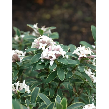 DAPHNE transatlantica SUMMER ICE - Daphné