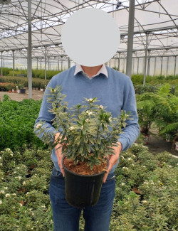 DAPHNE transatlantica SUMMER ICE - Daphné En pot de 4-5 litres buisson