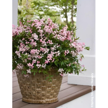 DEUTZIA YUKI CHERRY BLOSSOM® - Deutzia