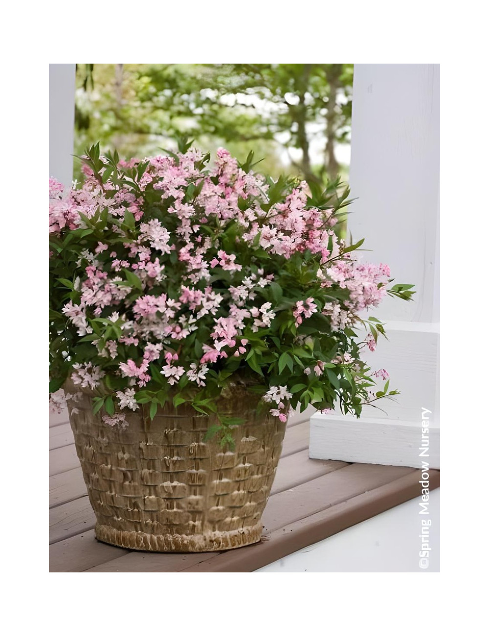 DEUTZIA YUKI CHERRY BLOSSOM® - Deutzia