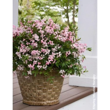 DEUTZIA YUKI CHERRY BLOSSOM® - Deutzia