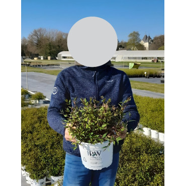 DEUTZIA YUKI CHERRY BLOSSOM® - Deutzia En pot de 4-5 litres buisson hauteur 030-040 cm