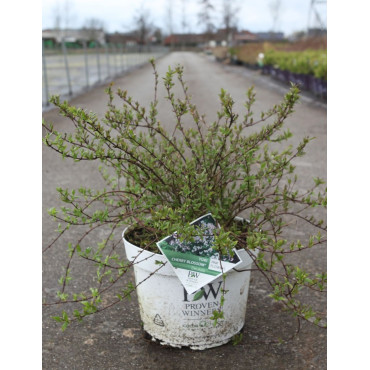 DEUTZIA YUKI CHERRY BLOSSOM® - Deutzia En pot de 10-12 litres buisson hauteur 040-050 cm