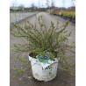DEUTZIA YUKI CHERRY BLOSSOM® - Deutzia En pot de 10-12 litres buisson hauteur 040-050 cm