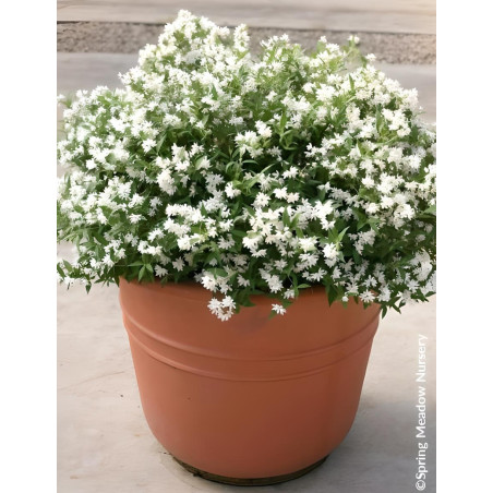 DEUTZIA YUKI SNOWFLAKE® - Deutzia