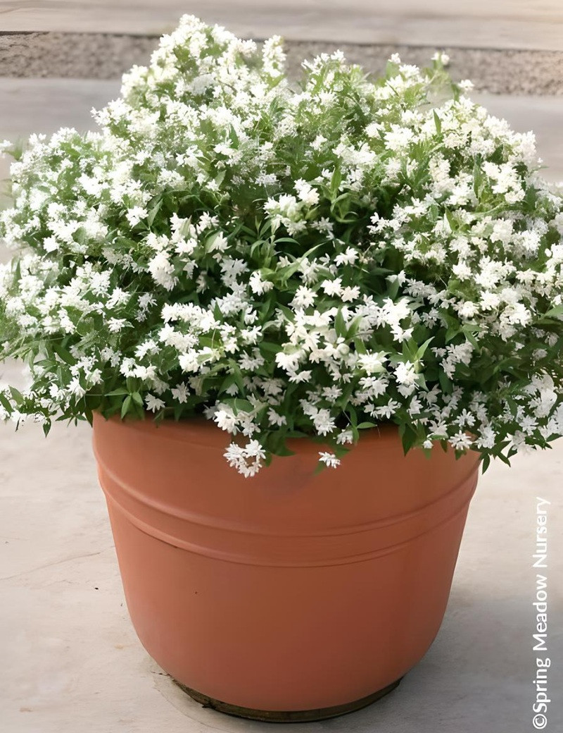 DEUTZIA YUKI SNOWFLAKE® - Deutzia