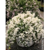 DEUTZIA YUKI SNOWFLAKE® - Deutzia