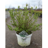 DEUTZIA YUKI SNOWFLAKE® - Deutzia En pot de 10-12 litres buisson hauteur 040-050 cm