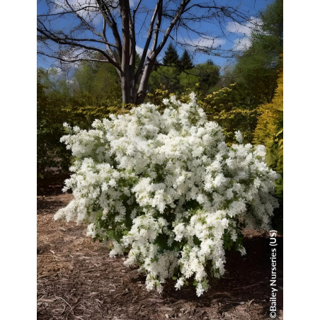 EXOCHORDA macrantha LOTUS MOON® - Arbuste aux perles