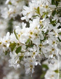 EXOCHORDA macrantha LOTUS MOON® - Arbuste aux perles