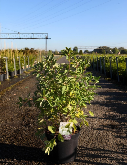 EXOCHORDA macrantha LOTUS MOON® - Arbuste aux perles En pot de 10-12 litres buisson hauteur 040-060 cm