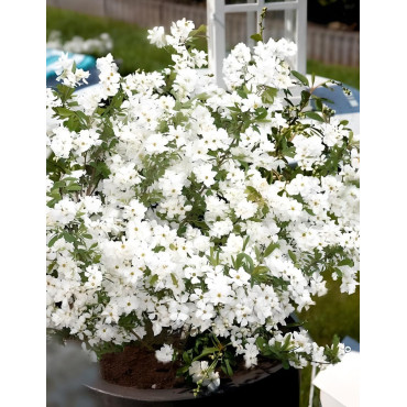EXOCHORDA racemosa NIGARA - Arbuste aux perles