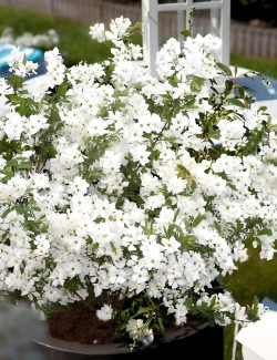 EXOCHORDA racemosa NIGARA - Arbuste aux perles