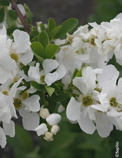 EXOCHORDA racemosa NIGARA - Arbuste aux perles