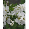EXOCHORDA racemosa NIGARA - Arbuste aux perles