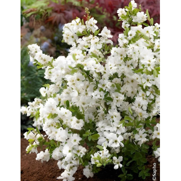 EXOCHORDA racemosa NIGARA - Arbuste aux perles
