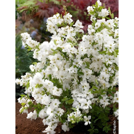 EXOCHORDA racemosa NIGARA - Arbuste aux perles