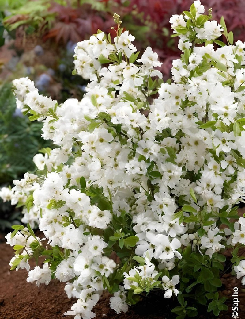 EXOCHORDA racemosa NIGARA - Arbuste aux perles