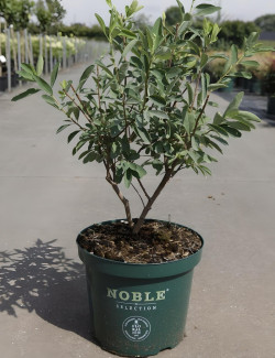 EXOCHORDA racemosa NIGARA - Arbuste aux perles En pot de 10-12 litres buisson hauteur 040-060 cm