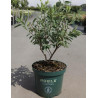 EXOCHORDA racemosa NIGARA - Arbuste aux perles En pot de 10-12 litres buisson hauteur 040-060 cm