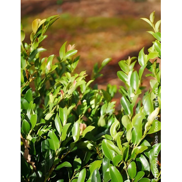 DISTYLIUM LINEBACKER® - Distylium